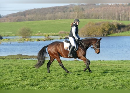 Oekraïner, Merrie, 5 Jaar, 167 cm, Bruin