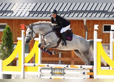 Oekraïner, Merrie, 8 Jaar, 164 cm, Schimmel