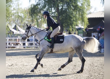 Oekraïner, Merrie, 8 Jaar, 164 cm