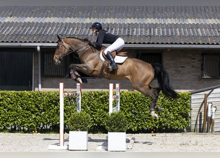 Oekraïner, Merrie, 9 Jaar, 171 cm