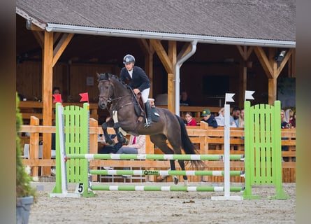 Oekraïner, Ruin, 5 Jaar, 163 cm, Donkerbruin