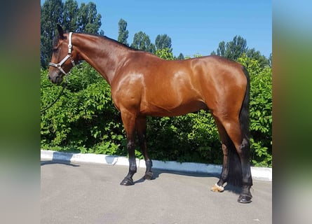 Oekraïner, Ruin, 8 Jaar, 176 cm, Bruin