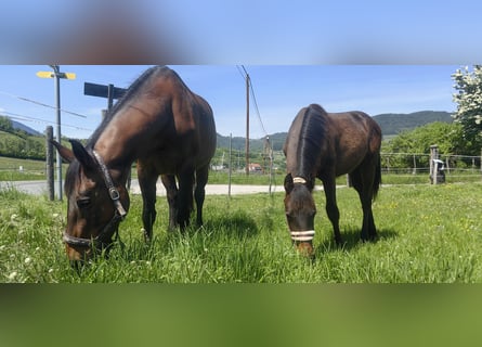 Österreichisches Warmblut, Hengst, 1 Jahr, 170 cm, Dunkelbrauner