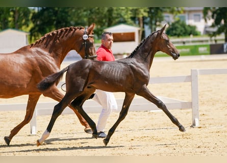 Österreichisches Warmblut, Hengst, 1 Jahr, Dunkelbrauner