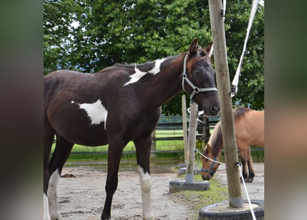 Österreichisches Warmblut, Hengst, 1 Jahr, Schecke