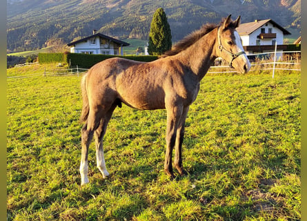 Österreichisches Warmblut, Hengst, 1 Jahr, Schimmel