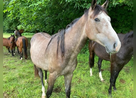 Österreichisches Warmblut, Hengst, 2 Jahre, 150 cm, Schimmel