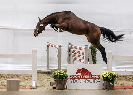 Österreichisches Warmblut, Hengst, 2 Jahre, 160 cm, Brauner