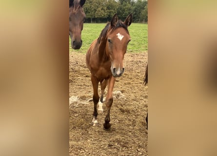 Österreichisches Warmblut, Hengst, 2 Jahre, 170 cm, Brauner