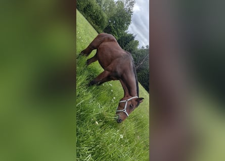 Österreichisches Warmblut, Hengst, 2 Jahre, 170 cm, Brauner