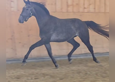 Österreichisches Warmblut, Hengst, 2 Jahre, 172 cm, Schimmel