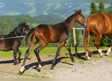 Österreichisches Warmblut, Hengst, 2 Jahre, Brauner