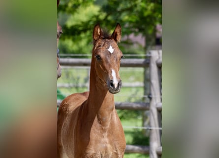 Österreichisches Warmblut, Hengst, 2 Jahre, Brauner