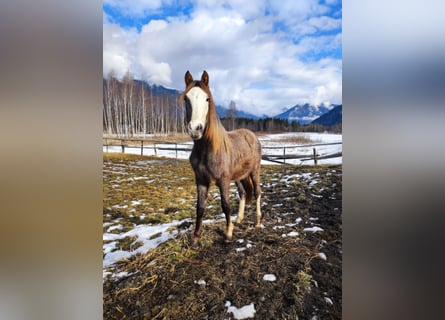 Österreichisches Warmblut, Hengst, 2 Jahre, Kann Schimmel werden