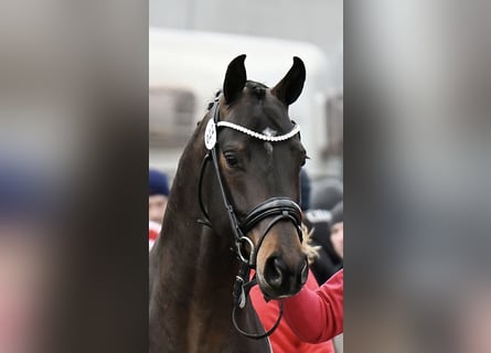 Österreichisches Warmblut, Hengst, 3 Jahre, 163 cm