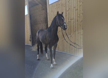 Österreichisches Warmblut, Hengst, 3 Jahre, 165 cm, Dunkelbrauner