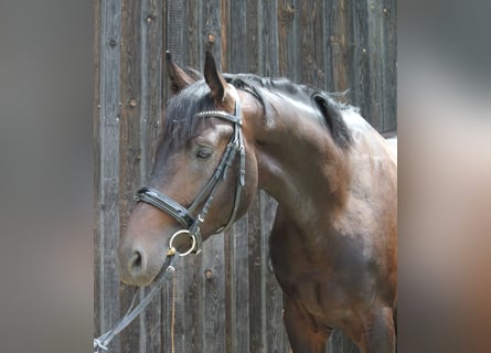 Österreichisches Warmblut, Hengst, 3 Jahre, 174 cm, Brauner