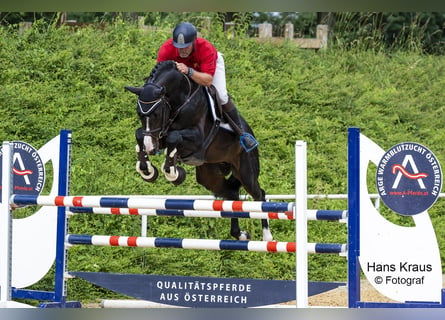 Österreichisches Warmblut, Hengst, 8 Jahre, 172 cm, Schwarzbrauner