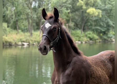 Österreichisches Warmblut, Hengst, Fohlen (04/2025), 164 cm, Rappe
