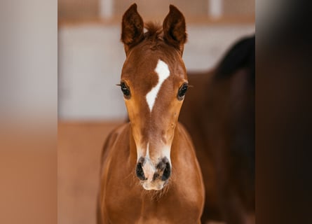 Österreichisches Warmblut, Hengst, Fohlen (06/2023), 170 cm, Dunkelfuchs