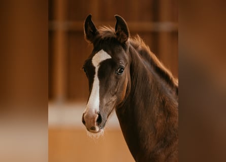 Österreichisches Warmblut, Hengst, Fohlen (05/2024), 170 cm, Dunkelfuchs