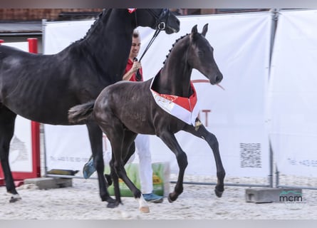 Österreichisches Warmblut, Hengst, Fohlen (05/2025), 170 cm, Rappe