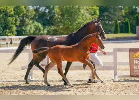 Österreichisches Warmblut, Hengst, Fohlen (05/2024), Brauner