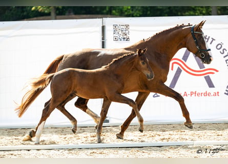 Österreichisches Warmblut, Hengst, Fohlen (05/2026)