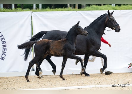 Österreichisches Warmblut, Hengst, Fohlen (03/2026)