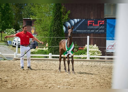 Österreichisches Warmblut, Hengst, Fohlen (05/2026)