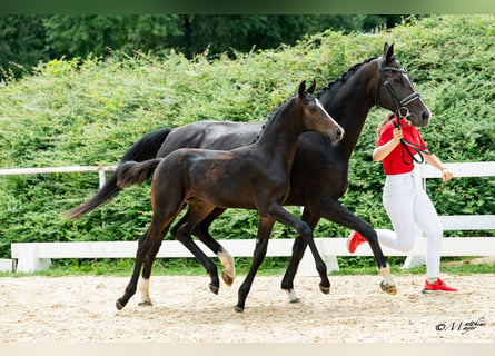 Österreichisches Warmblut, Hengst, Fohlen (03/2026)