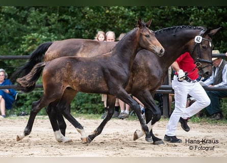 Österreichisches Warmblut, Hengst, Fohlen (05/2023), Dunkelbrauner