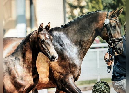 Österreichisches Warmblut, Hengst, Fohlen (03/2024), Dunkelbrauner