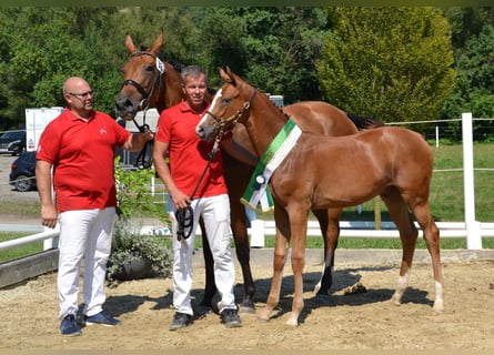 Österreichisches Warmblut, Hengst, Fohlen (02/2024), Fuchs