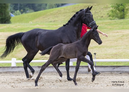 Österreichisches Warmblut, Hengst, Fohlen (05/2024), Rappe