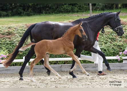 Österreichisches Warmblut, Hengst, Fohlen (05/2024), Schwarzbrauner