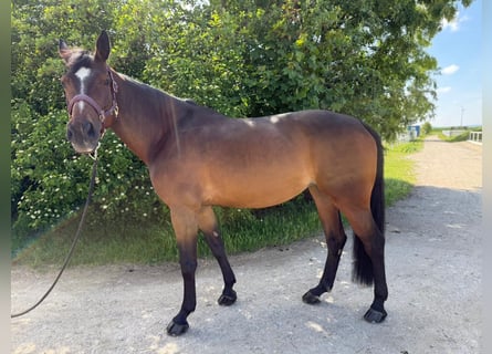 Österreichisches Warmblut, Stute, 10 Jahre, 165 cm, Brauner