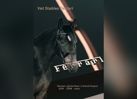Österreichisches Warmblut, Stute, 10 Jahre, 168 cm, Dunkelbrauner