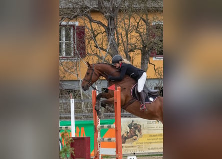 Österreichisches Warmblut, Stute, 10 Jahre, 170 cm, Brauner