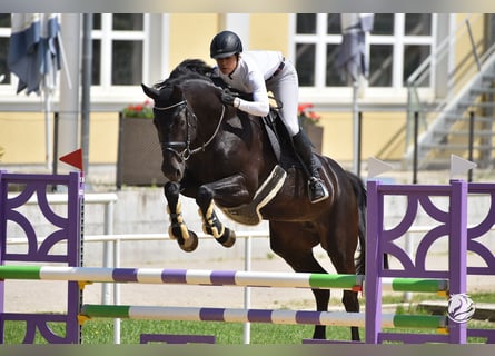 Österreichisches Warmblut, Stute, 10 Jahre, 172 cm, Rappe