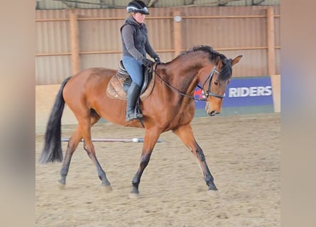 Österreichisches Warmblut, Stute, 11 Jahre, 172 cm, Brauner