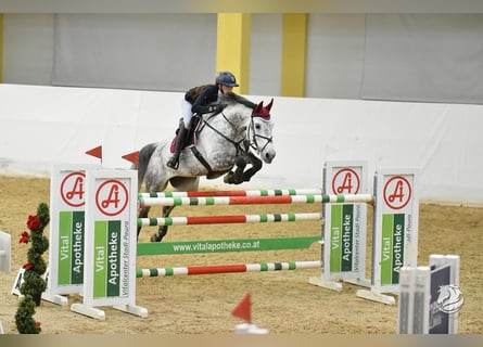 Österreichisches Warmblut, Stute, 11 Jahre, 173 cm