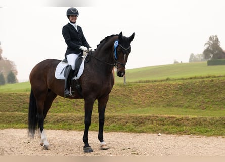 Österreichisches Warmblut, Stute, 12 Jahre, 167 cm