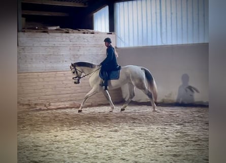 Österreichisches Warmblut, Stute, 12 Jahre, 168 cm, Schimmel