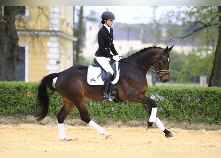 Österreichisches Warmblut, Stute, 12 Jahre, 170 cm, Dunkelbrauner