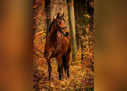 Österreichisches Warmblut, Stute, 13 Jahre, 168 cm, Brauner