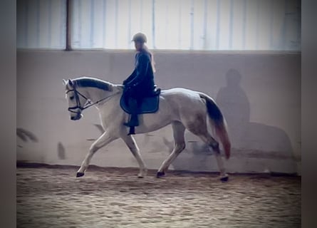 Österreichisches Warmblut, Stute, 13 Jahre, 168 cm, Schimmel