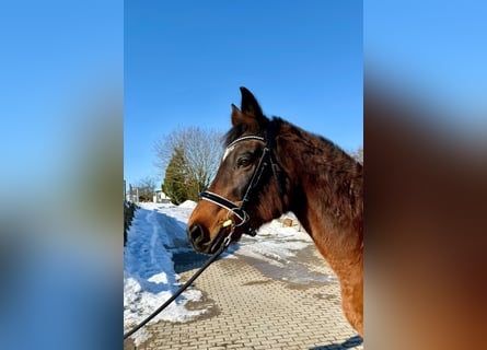 Österreichisches Warmblut, Stute, 18 Jahre, 160 cm, Brauner