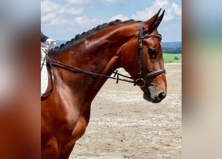 Österreichisches Warmblut, Stute, 18 Jahre, 165 cm, Brauner