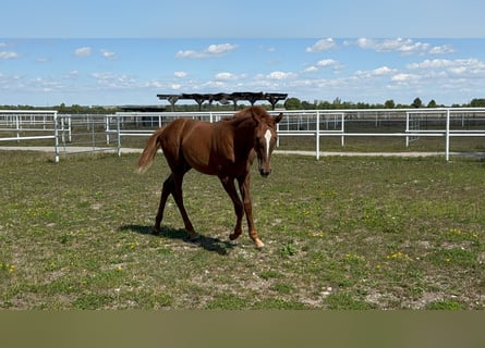 Österreichisches Warmblut, Stute, 1 Jahr, Fuchs